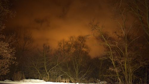 Trees against sky during winter