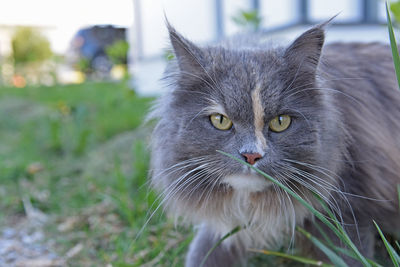 Close-up portrait of black cat