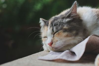 Close-up of cat resting