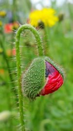 Close-up of red flowers