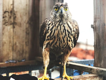 Portrait of an authentic eagle, resting on a wooden post