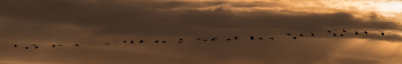 Flock of birds flying against sky