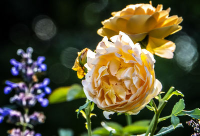 Close-up of yellow flowering plant in park