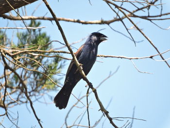 Low angle view of raven perching on tree against sky