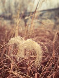 Close-up of grass