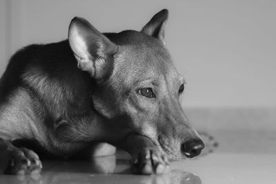 Close-up of a dog