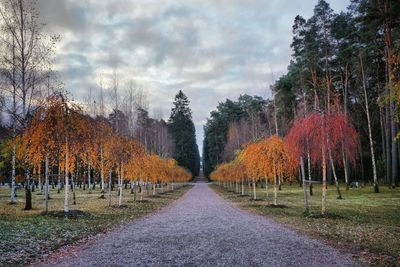 Panoramic view of trees in forest against sky during autumn