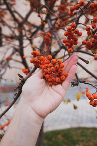 Close-up of hand touching fruit