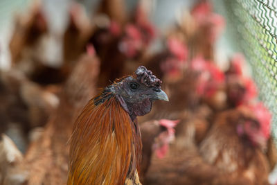 Close-up of rooster