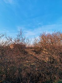 Low angle view of trees on field against sky