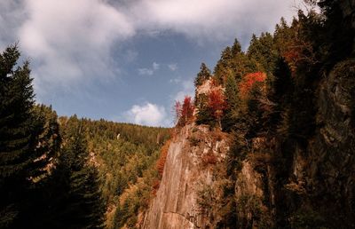 Pine trees in forest against sky during autumn