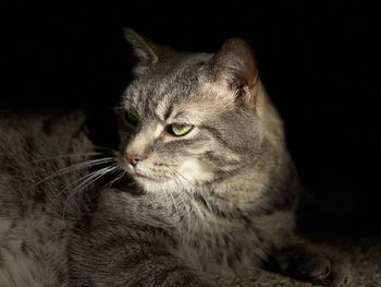 Close-up of a cat looking away