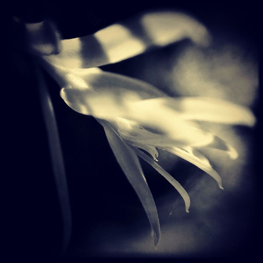 flower, close-up, petal, fragility, flower head, growth, freshness, beauty in nature, studio shot, nature, black background, plant, selective focus, single flower, focus on foreground, white color, no people, detail, blooming, stem