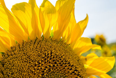 Sunflower close-up against the sky, summer background