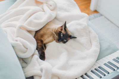 High angle view of cat relaxing on bed