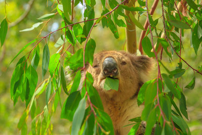 Monkey in a tree