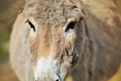 Donkey head