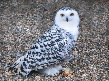 A full body shot of a snowy owl 