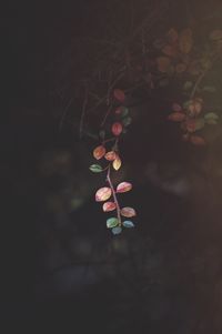 Close-up of flower tree