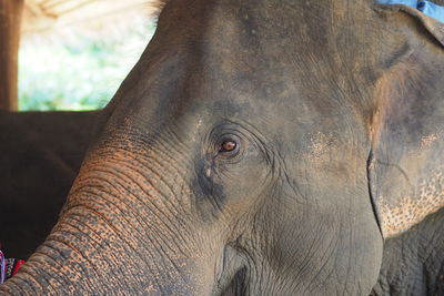 Close-up of elephant