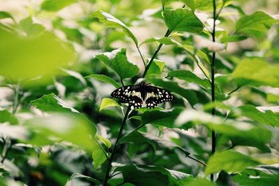 Close-up of butterfly on plant