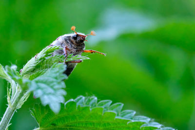 Close-up of insect on a plant