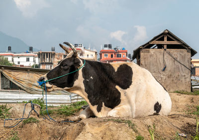 A cow enjoying the sunshine in the outdoors.