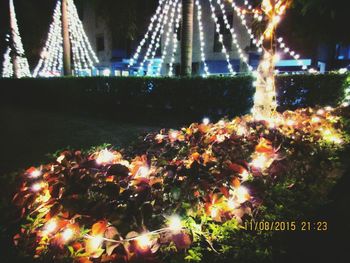 Illuminated trees at night