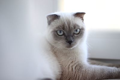 Cat portrait, scottish fold