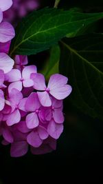 Close-up of pink flowers