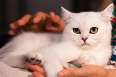 Portrait of cat with hands at home