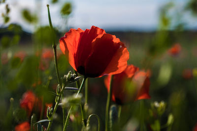 Close-up of red poppy flower on field