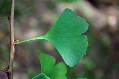 Close-up of fresh green leaves