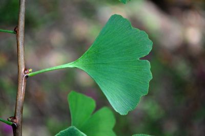 Close-up of fresh green leaves