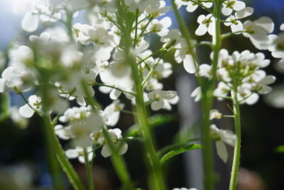 Close-up of white flowering plants