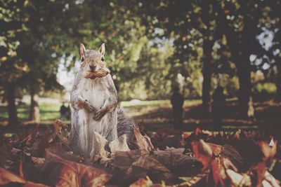 Portrait of squirrel eating peanut in park during autumn