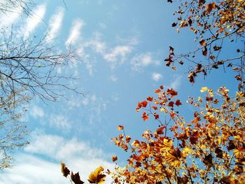 Low angle view of tree against sky