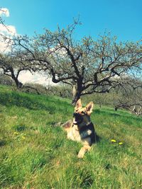 View of a dog on field