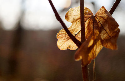 Close-up of dry leaves