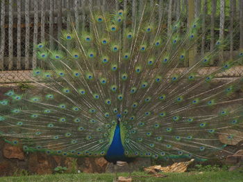 View of peacock