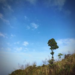 Trees on field against blue sky