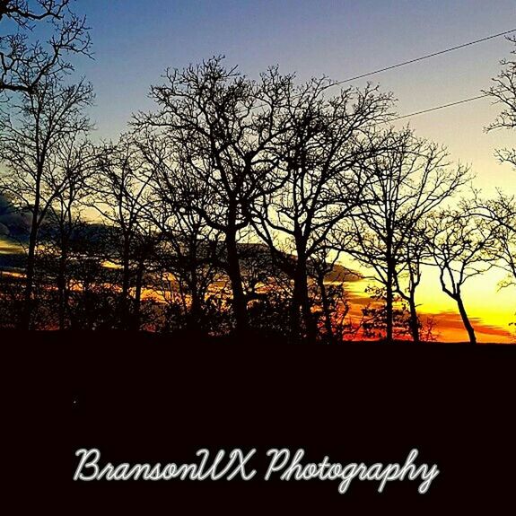 SILHOUETTE OF BARE TREES AT SUNSET