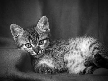 Close-up portrait of cat relaxing on sofa at home