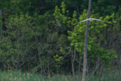 Bird flying in a forest
