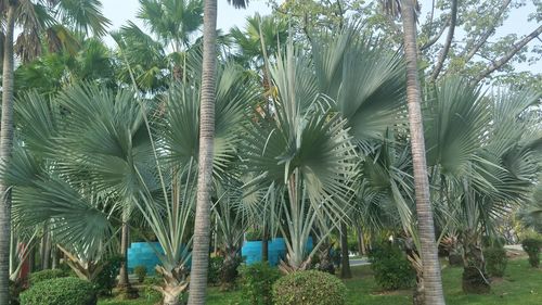 Palm trees against sky