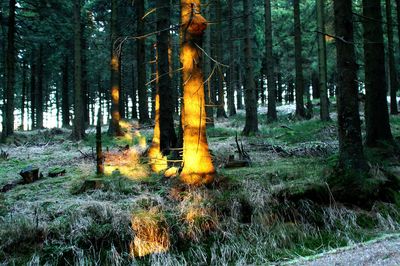 Trees in forest