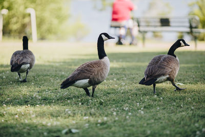 Ducks on field