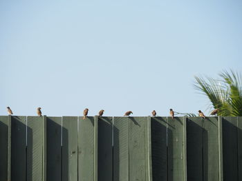 Low angle view of birds perching on fence against clear sky