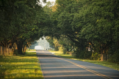 Road amidst trees