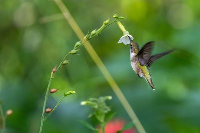 Hummingbird pollinating on white flower